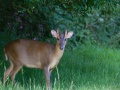 Muntjac Buck - Rutland Deer Management