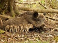 Wild Boar with litter - Rutland Deer Management