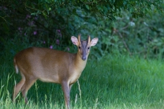 Muntjac Buck - Rutland Deer Management