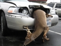 Deer Damage to a car - Rutland Deer Management