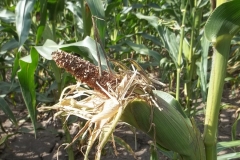 Deer Damage to Maize - Rutland Deer Management