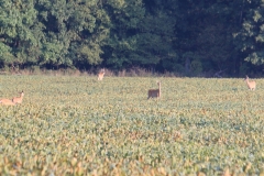 Deer Damage to Soy Beans - Rutland Deer Management