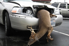 Deer Damage to a car - Rutland Deer Management