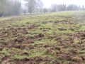 Boar Damage Rooting - Rutland Deer Management